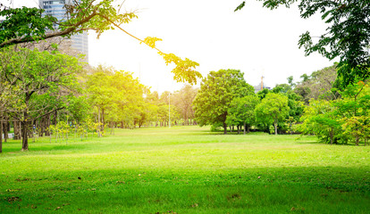 green grass field in big city park