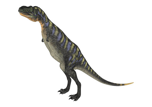 3D Rendering Dinosaur Aucasaurus on White
