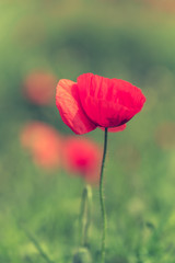 Poppy flower in a field with beautiful colors