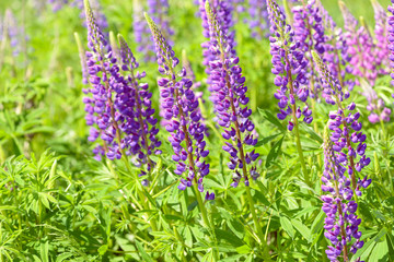 Lupinus, lupin, lupine field with pink purple and blue flowers