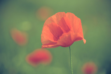 Obraz premium Poppy flower in a field with beautiful colors