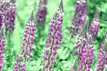 Obraz premium Lupinus, lupin, lupine field with pink purple and blue flowers