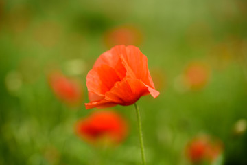 Poppy flower in a field with beautiful colors