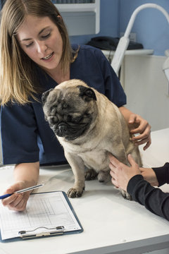 Veterinarian talking with owner of a dog in a veterinary clinic