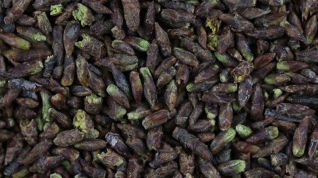 Dried birch buds, close up. Used in herbal medicine as a decoction for various diseases
