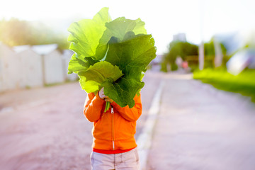 child holding a large leaves and hiding behind them. weeding. the child has collected a bunch of...