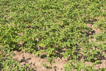 Фрагмент катофельного поля