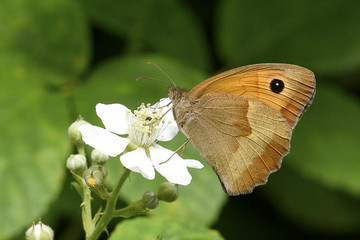 Farfalla Maniola Jurtina