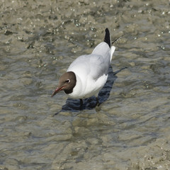 Black-headed Gull, Chroicocephalus ridibundus, in wet mud at bottom of dry pond, selective focus, shallow DOF