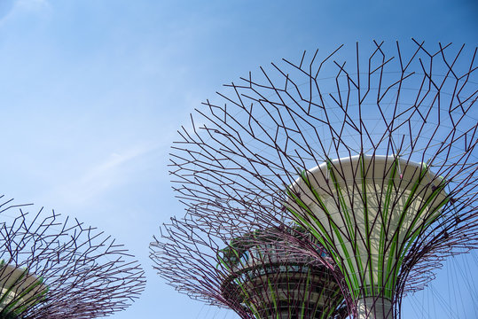 Supertree in Garden By the Bay, Singapore