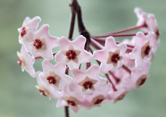 Hoja różowa - kwiaty © mycatherina