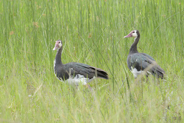 White-faced Whistling Duck (Dendrocygna viduata) standing together in high grass, Akagera, national park, Rwanda