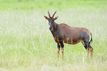 Topi (Damaliscus lunatus jimela) standing on savanna, looking at camera, Akagera National Park, Rwanda