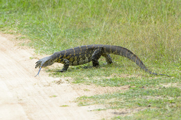 Nile monitor lizard (varanus niloticus) walking on the road, Akagera National Park, Rwanda, Africa.