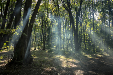 Naklejka premium Beautiful forest