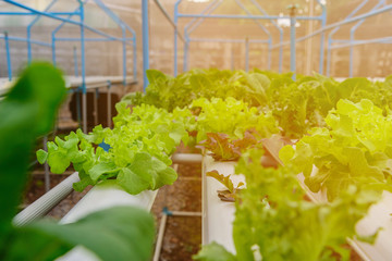 Green hydroponic organic salad vegetable in farm, Thailand. Selective focus