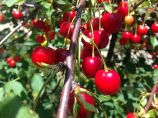 Obraz premium Cherry tree in a sunny garden
