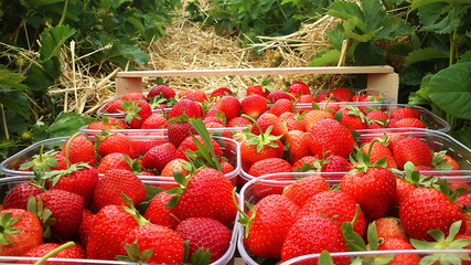 strawberries in wooden box