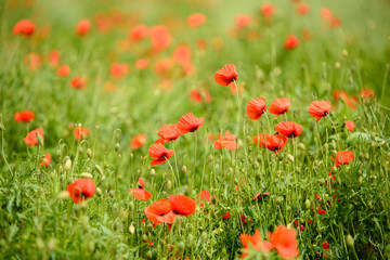 Obraz na płótnie Canvas Poppy flower in a field with beautiful colors