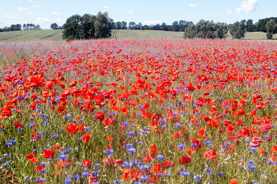 Mohnblumen und Kornblumenfeld auf der Insel R&uuml;gen im Sommer