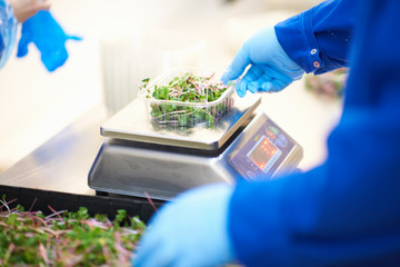 Cropped view of workers hands, wearing latex gloves weighing container of vegetables