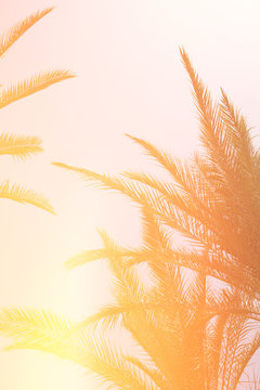 Palm trees against sky. summer and tropical concept.