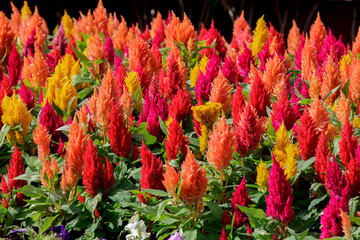 Red and yellow celosia flower in sunlight at morning