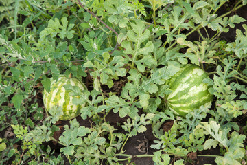agriculture. Natural watermelons growing in the field