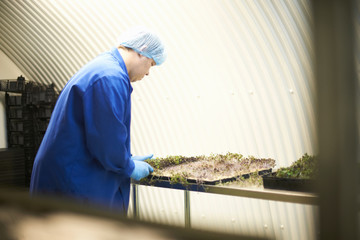 Worker monitoring seed tray in underground tunnel nursery, London, UK