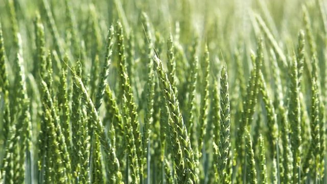 Spelt wheat crops or dinkel hulled wheat growing in cultivated field