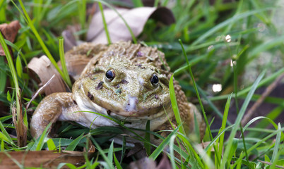 Frog