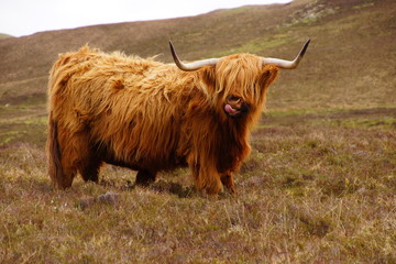 Vache écossaise a cheveux longs et corne