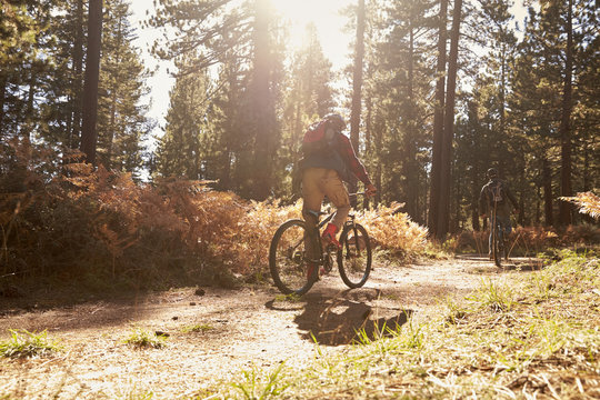 Two cyclists biking on a forest trail, backlit, back view