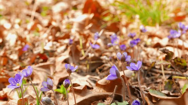 first spring flowers, shot with slider