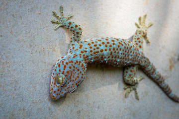 gecko on house wall