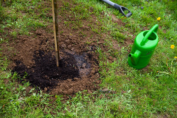 Baum pflanzen