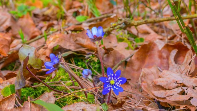 first spring flowers, time-lapse