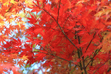 autumn leaves background
