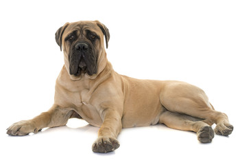 young bull mastiff in studio - Powered by Adobe