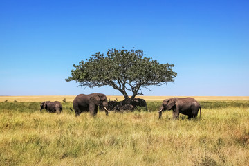 African elephants and a lone tree in the savannah