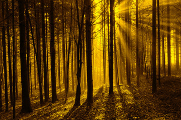 Mystical sun rays in forest landscape. Dark yellow orange color filter used.