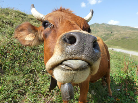 Une belle vache Tarine au pays du beaufortain