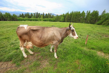 Fototapeta na wymiar View of the cow in the mountain meadow / ecological farming.