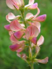 Onobrychis viciifolia pink flowers