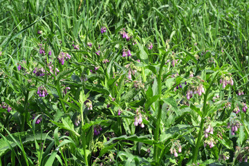herbal plant comfrey (symphytum) growing on havel river meadows