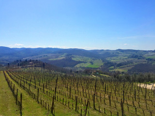Fototapeta na wymiar Beautiful Italian Tuscan vineyard