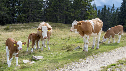Fototapeta na wymiar Rinderfamilie auf der Alm