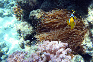 Naklejka na ściany i meble Coral and clownfish in the Red Sea.Egypt