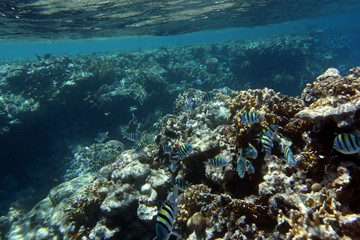 Fototapeta na wymiar Coral and fish in the Red Sea.Egypt
