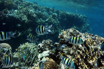 Fototapeta na wymiar Coral and fish in the Red Sea.Egypt
